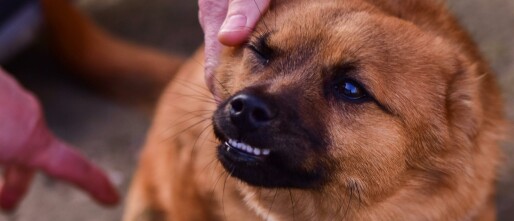 Hoe zorg je dat je hond niet meer gromt?