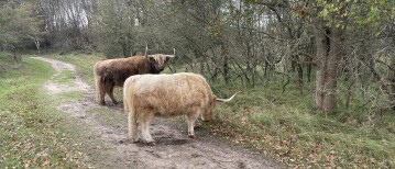 Obstakels horen bij de weg: hoe stoïcisme me helpt kalm te blijven als dingen tegenzitten