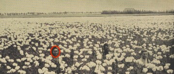 Opvallen in 7 stappen