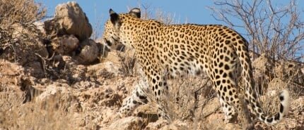 Kalahari Desert Namibia