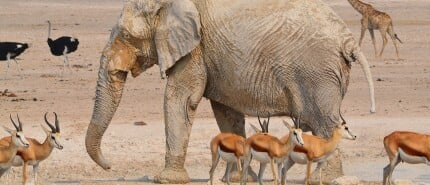 Etosha National Park Namibia