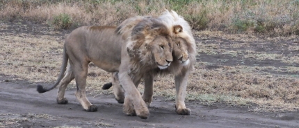 Animaux dangereux en Tanzanie: ce que vous devez vraiment savoir (et pourquoi cest moins effrayant quil ny paraît)