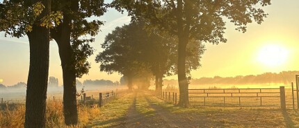 Bosbaden (forest bathing) & Well-Aging: de natuur als sleutel tot rust, huidgezondheid en schoonheid