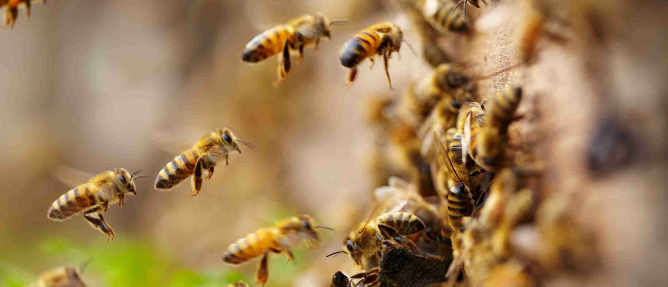 Bijenvolk | Alles wat je moet weten over deze fascinerende insecten