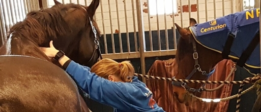 Magneetveldtherapie bij paarden na fysiotherapie: ondersteuning van herstel