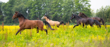 Kalmerende therapieën voor stressgevoelige paarden