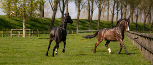 Hoe herken je pijn bij je paard?