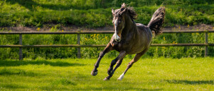 🌞 Zomer Stretch Routine voor je Paard