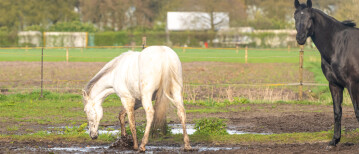 10 spelletjes voor verveelde paarden