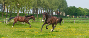 5 massages voor sportpaarden, voor of na training