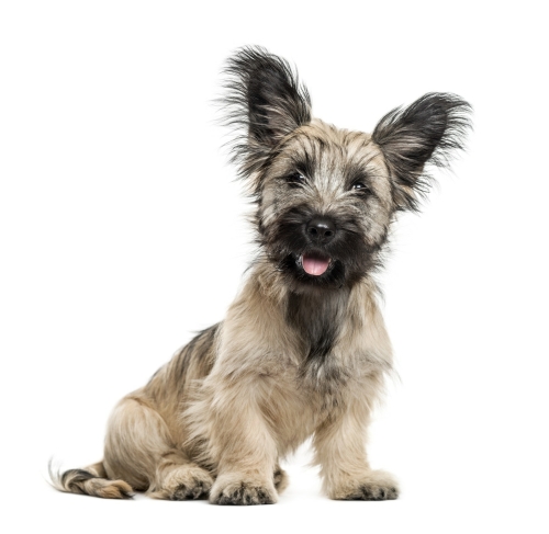 Hondencoach Martine gaat samen opzoek met jou naar de beste honden match.