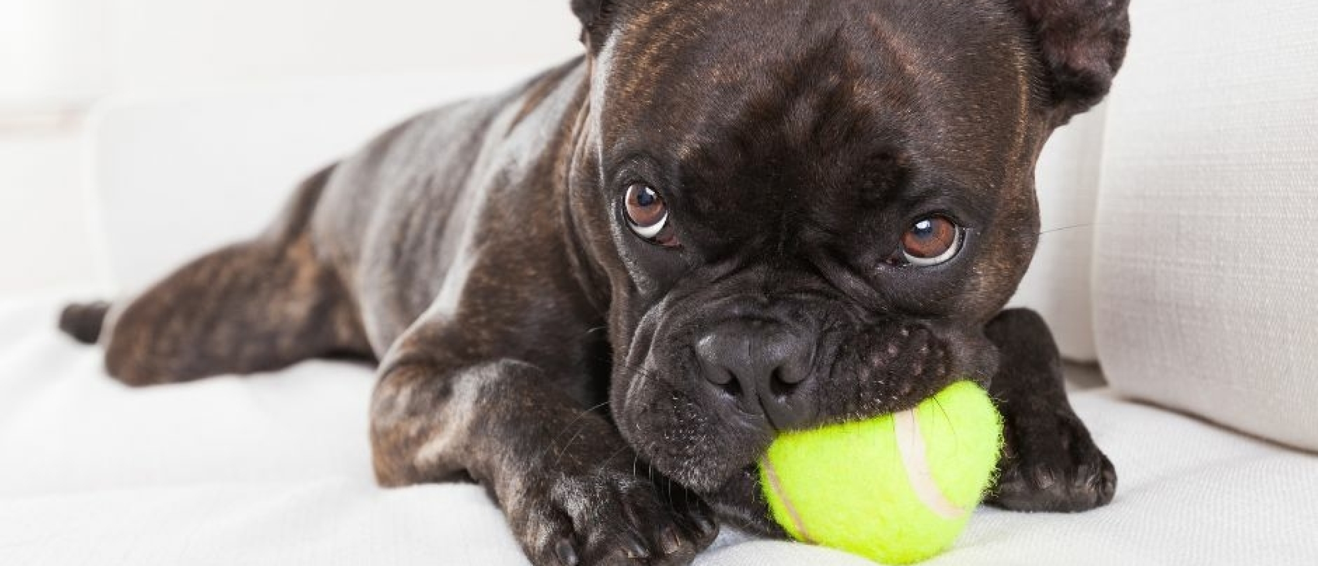 Bezig met bezitagressie bij Honden? Hier zijn tips en adviezen!