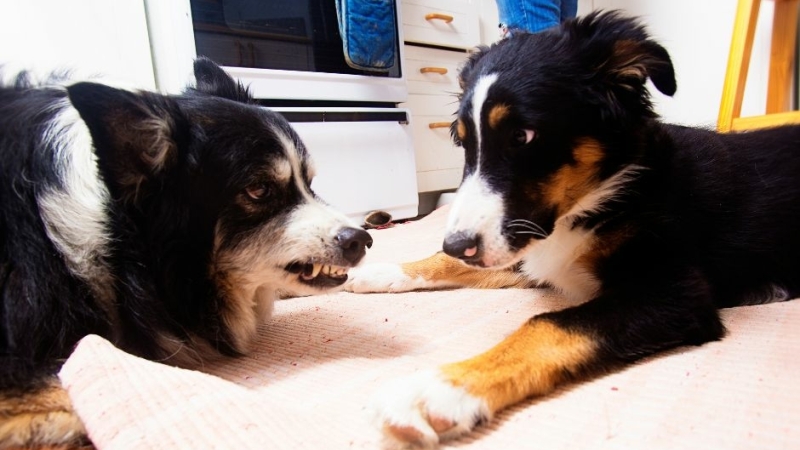 Gedragstherapie voor honden met probleemgedrag