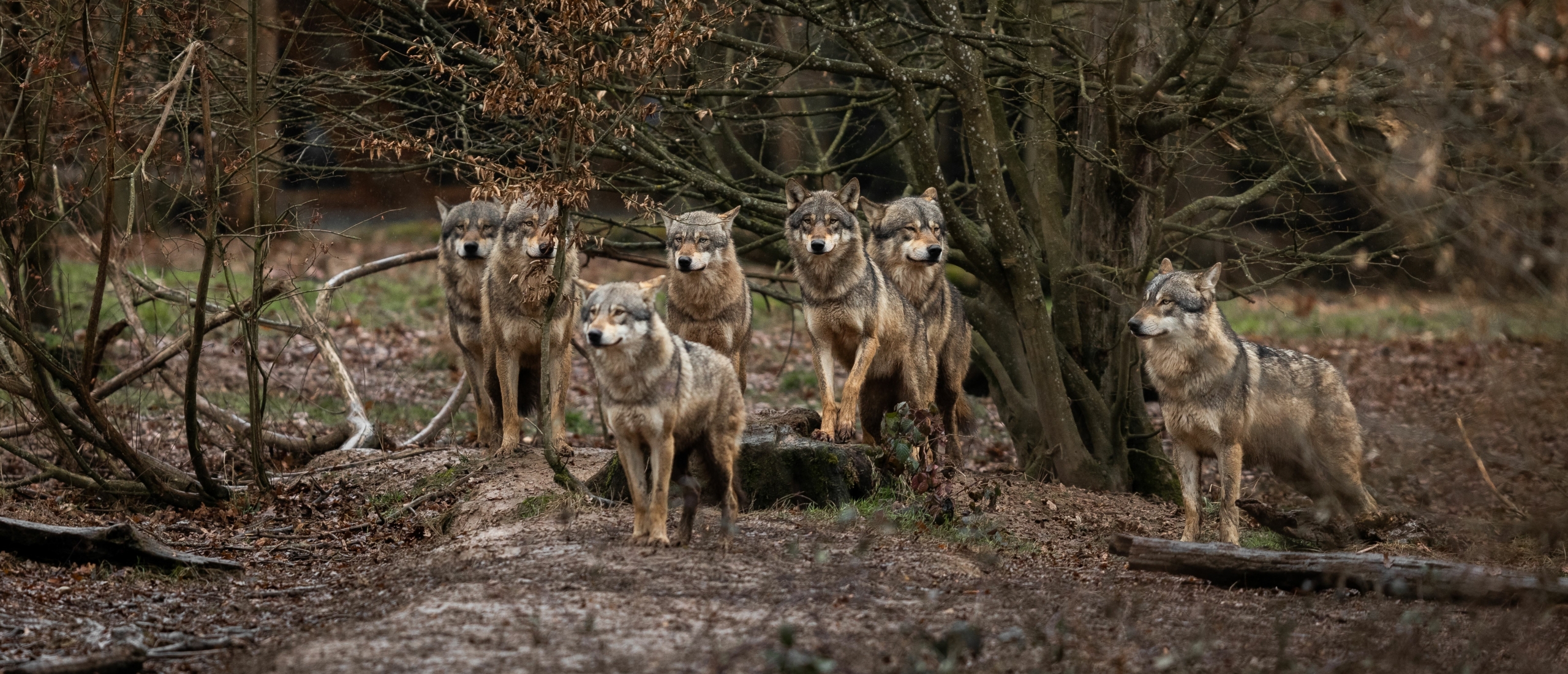 Hoe wandel je veilig met je hond in een gebied waar ook wolven leven?