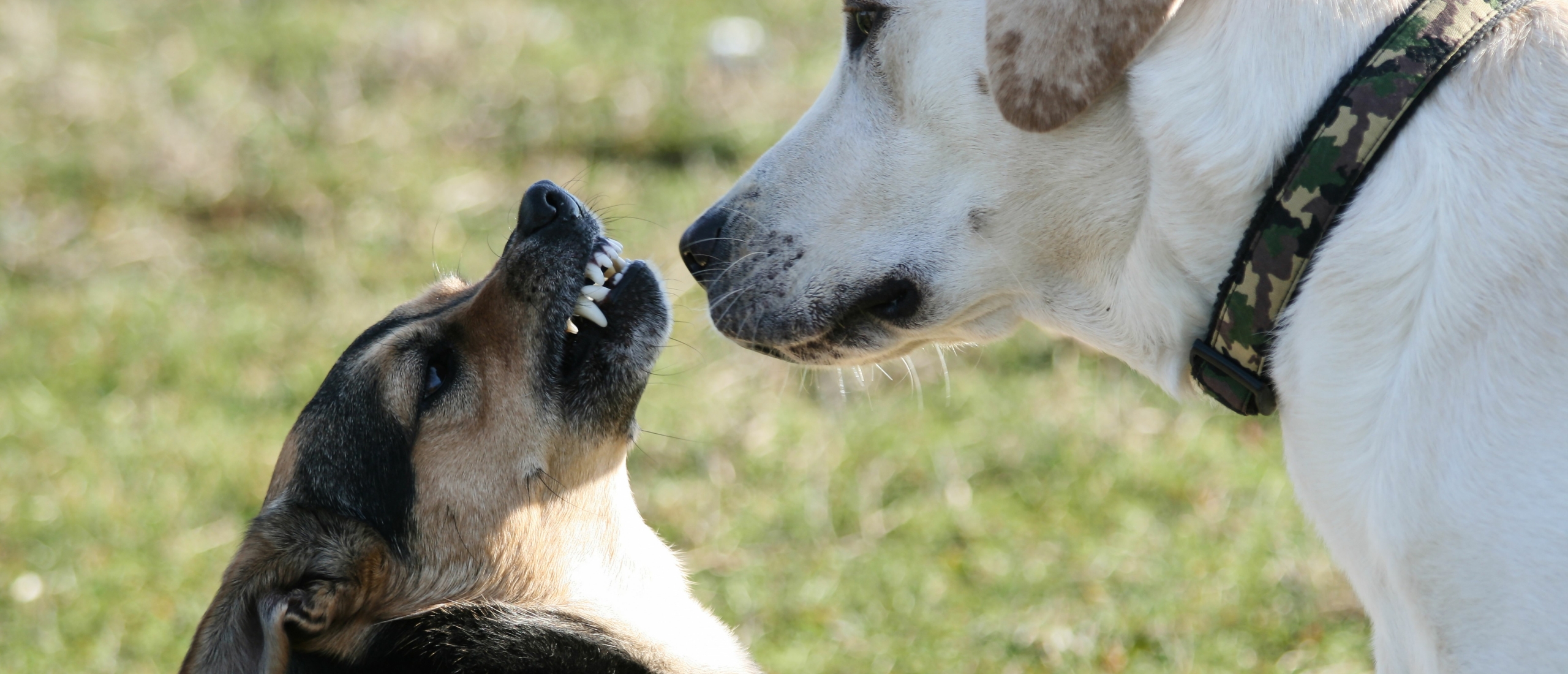 Ambivalent gedrag bij honden: wat is het en hoe ga je ermee om?