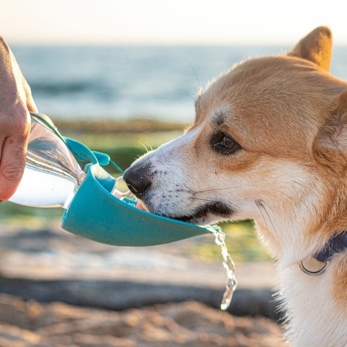 Het belang van hydratatie: Waterinname en honden tijdens de zomerhitte