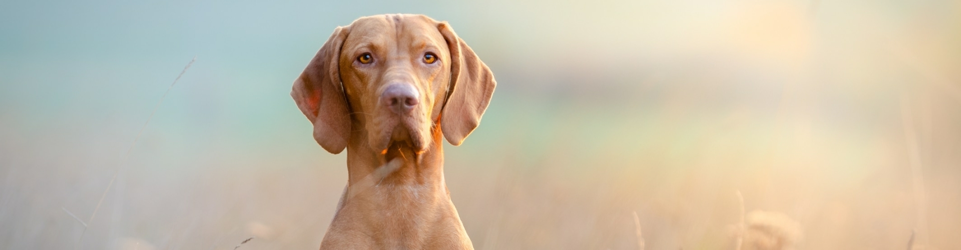 Als hondengedragsdeskundige help ik bij de gedragsproblemen van jouw hond.