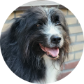 hondengedragsdeskundige hondencoach hondentherapeut hondengedrag