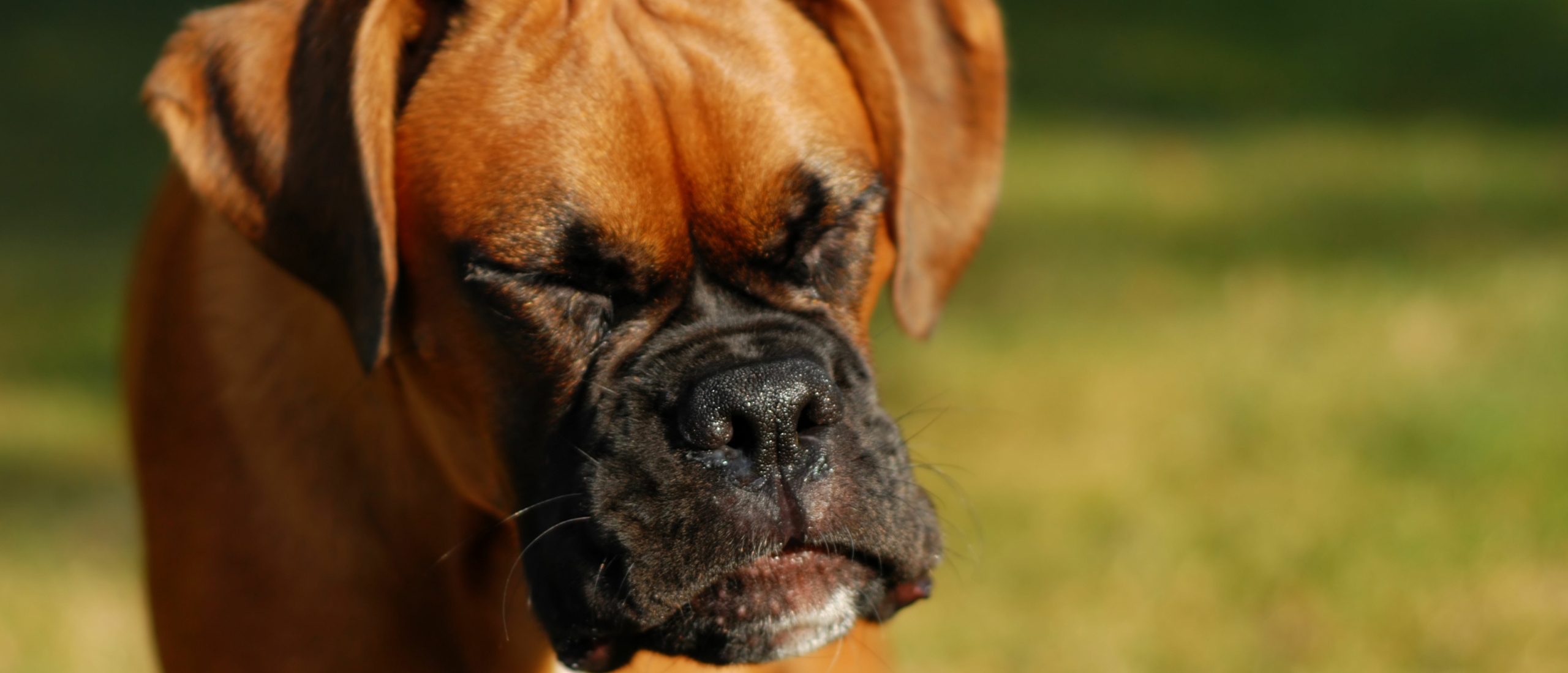 Hooikoorts bij honden: wat kun je eraan doen?