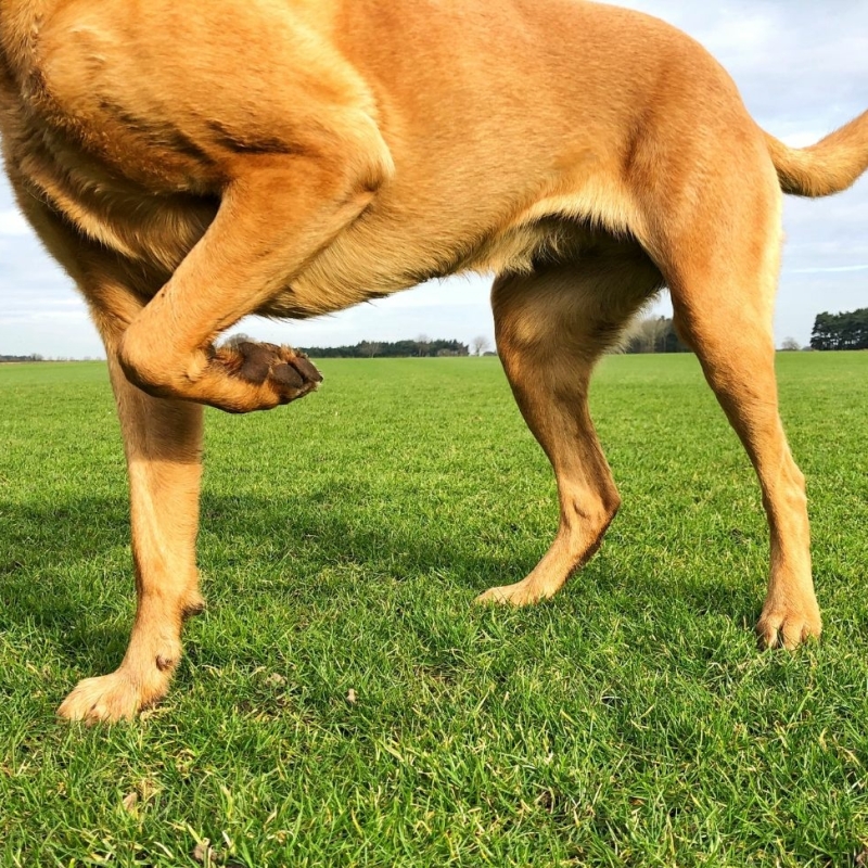 pootje heffen hond, ambivalent gedrag