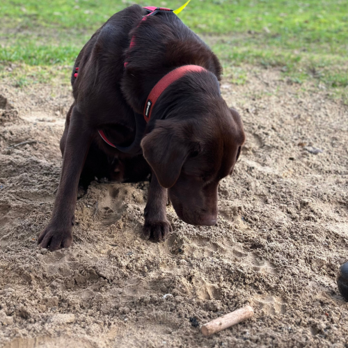 Hond een verwijzing aanleren speuren