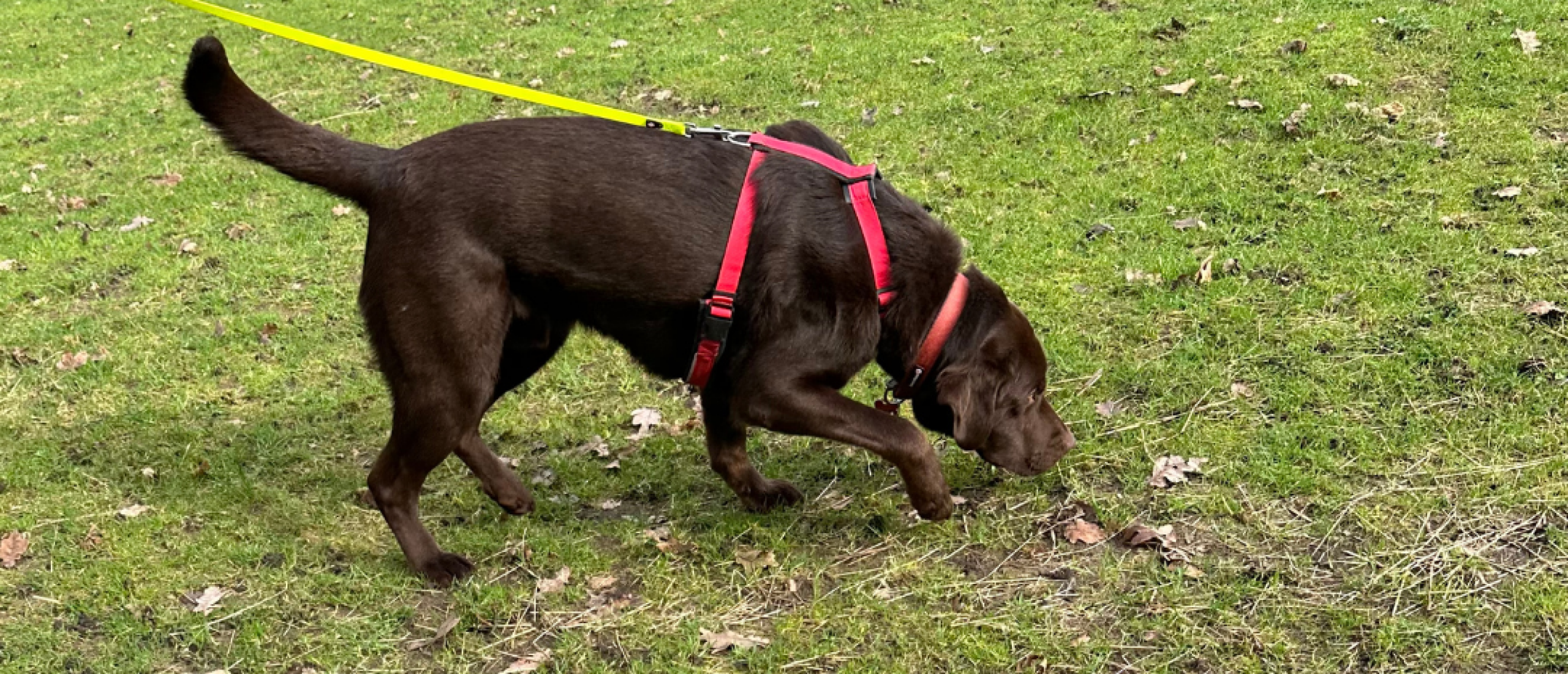 De complete gids voor speuren met honden: Alles wat u moet weten