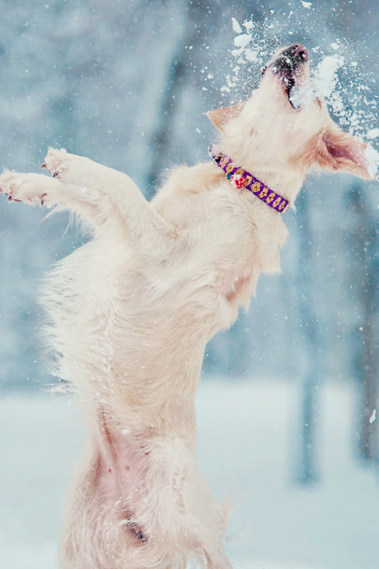 Wintertips honden