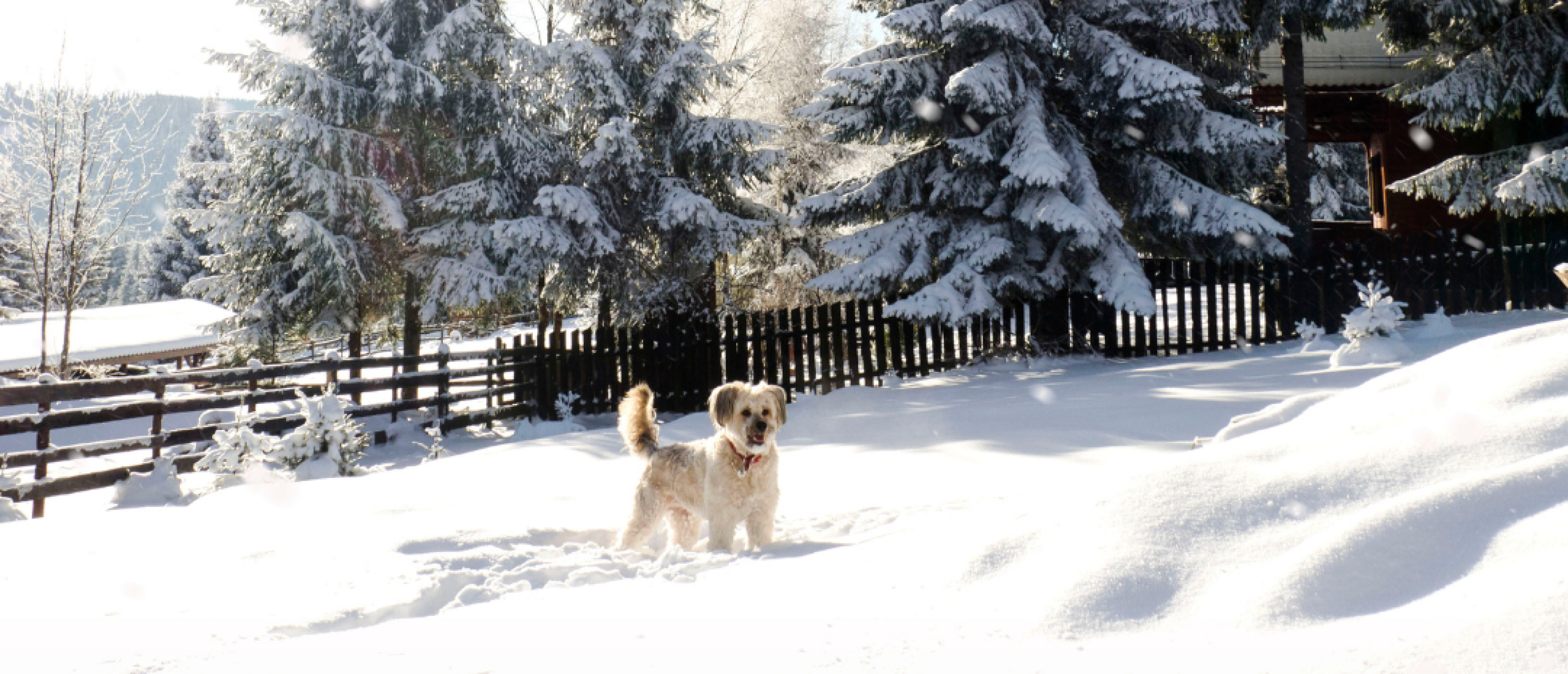 Wintertips voor jouw hond