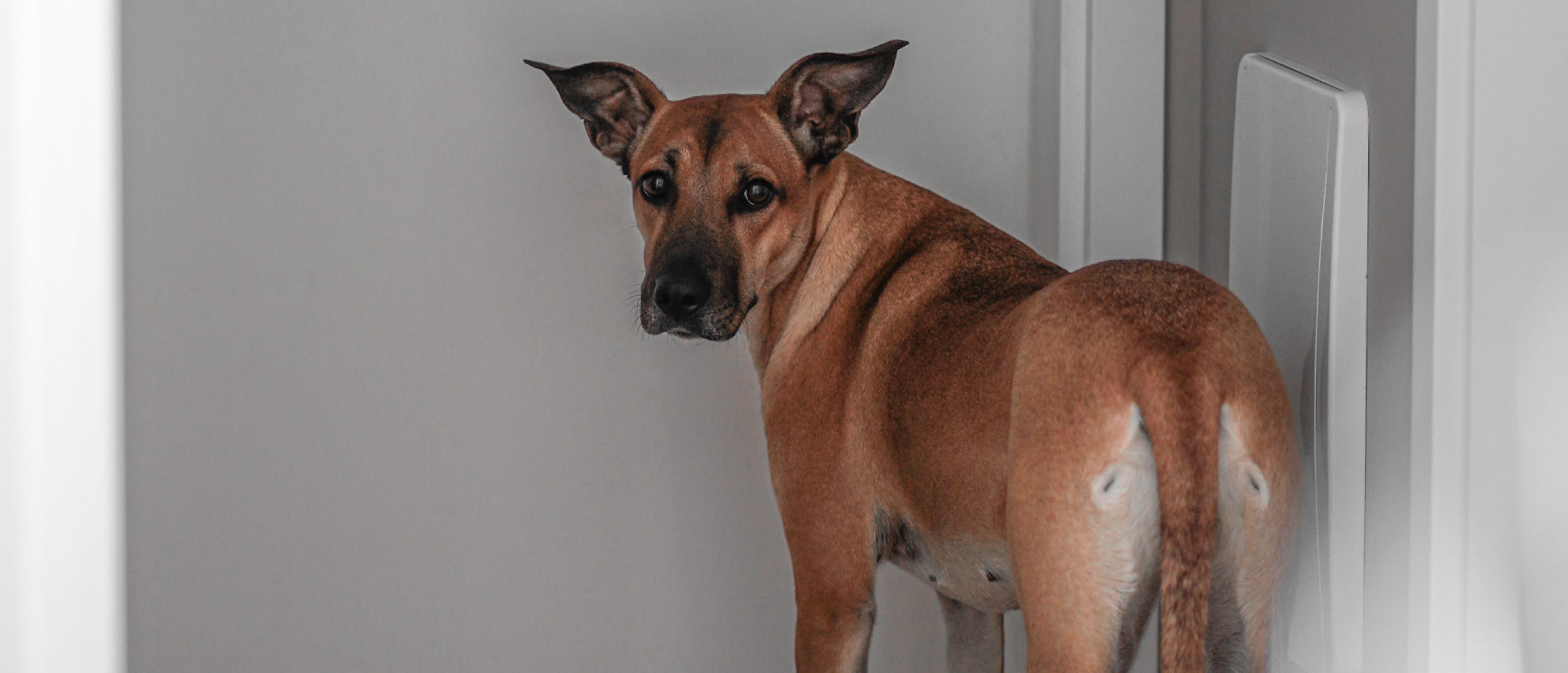 Verlatingsangst bij je hond: oorzaken, signalen en dé oplossing stap voor stap
