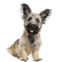 Hondencoach Martine gaat samen opzoek met jou naar de beste honden match.