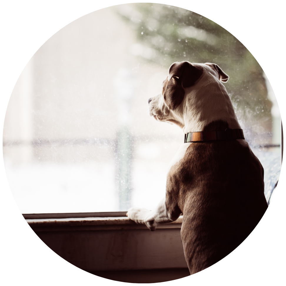 verlatingsangst hond: paniek bij gesloten deur