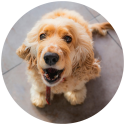 Hond met verlatingsangst die onrustig bij de deur wacht op de eigenaar
