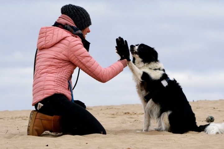 hondengedragsdeskundige hondencoach hondentherapeut hondengedrag, aankoopbegeleiding hond