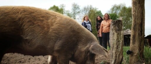 Blije dieren, een lust voor het oog!