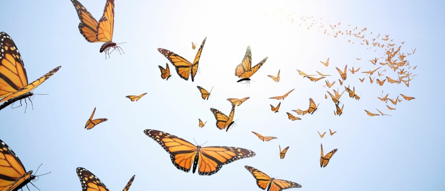 Kriebelbeestjes goed voor de ogen