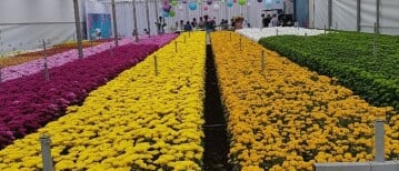 Chrysanthumum at Flowerholland