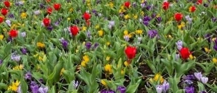 Growers Square at keukenhof