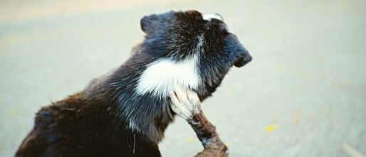 Pollenallergie bij je hond.