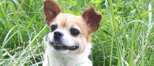 Verlatingsangst bij je hond: waarom oud trauma pas jaren later zichtbaar wordt