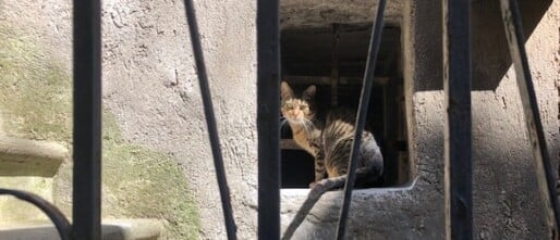 De verdwenen kat en de magie van het alledaagse verhaal