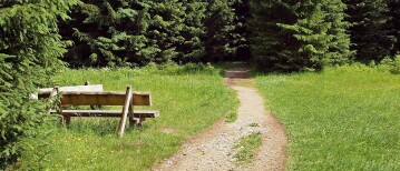 Van monocultuur naar veerkracht: hoe een ramp nieuw leven bracht in de Harz