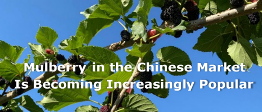 Mulberry in the Chinese market is becoming increasingly popular