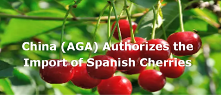 China (AGA) authorizes the import of Spanish cherries