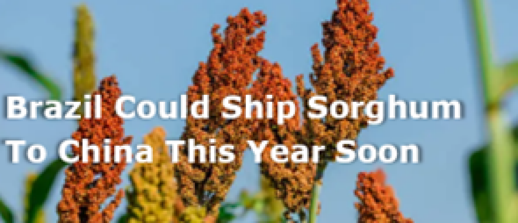 Brazil could ship sorghum to China this year soon, official says