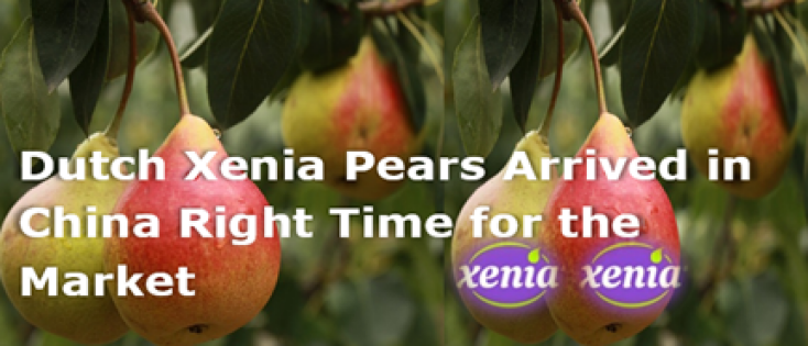 Dutch Xenia pears arrived in China right time for the market