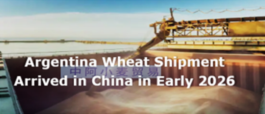 Argentina wheat shipment arrived in China in early 2026