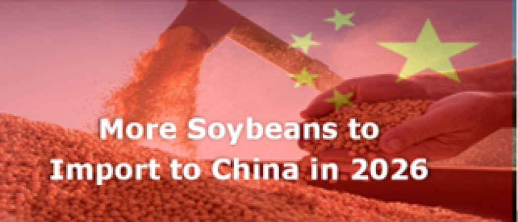 More soybeans to import to China in 2026 by Chinese importers