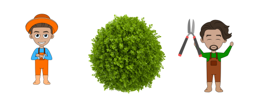 Wanneer en hoe buxus snoeien?