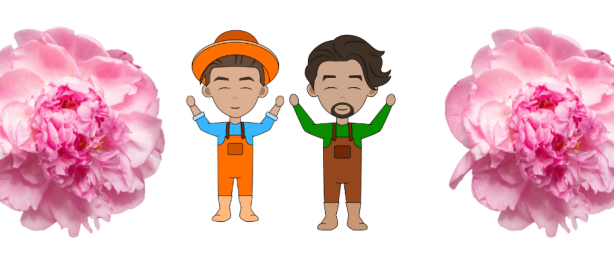 Wanneer pioenroos snoeien en hoe?