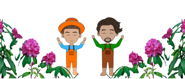 Rhododendron snoeien: wanneer en hoe?